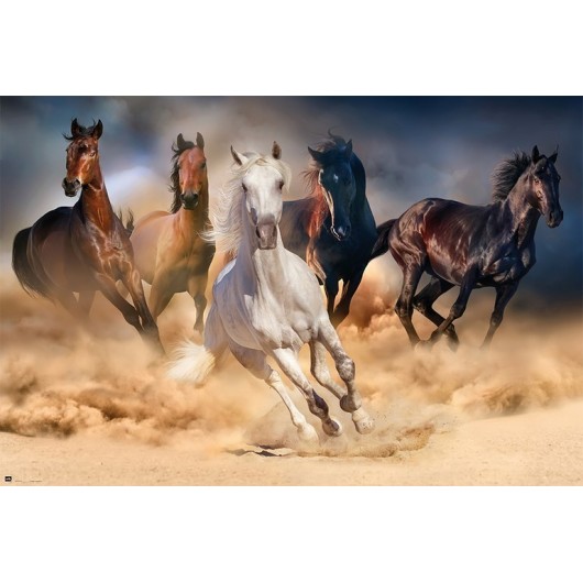 Poster Cinco Cavalos